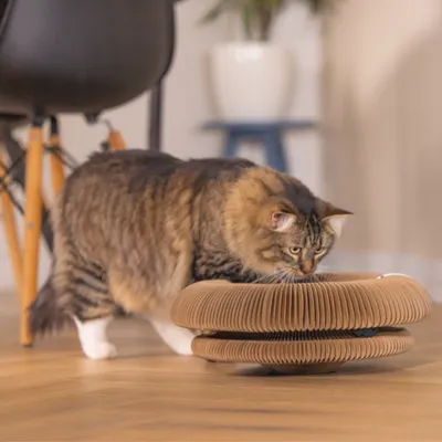 Braune Katze untersucht ein rundes, wellenförmiges Spielzeug aus Karton auf einem Holzboden.