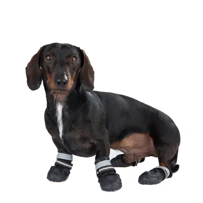 Bassotto con scarpe nere per cani con strisce rifrangenti, adatte a proteggere le zampe.