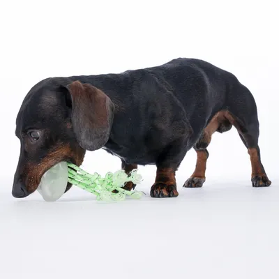 Gravhund leger med grønt tyggelegetøj af reb og plast.