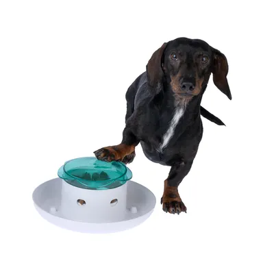 Hund demonstriert die Verwendung eines interaktiven Futterspenders mit grünem Deckel und weisser Basis.