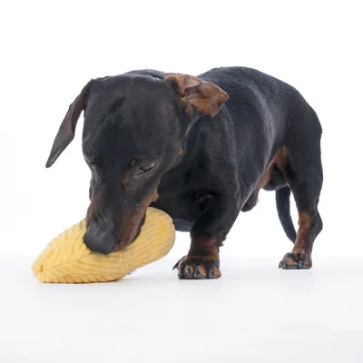Svart hund leker med gult, strukturerat leksak i form av en majskolv.
