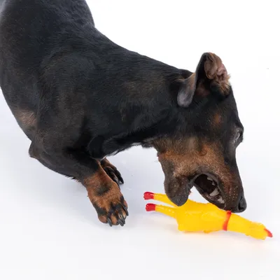 Chien noir mordant un jouet en forme de poulet jaune avec pattes et bec rouges, sur fond blanc.