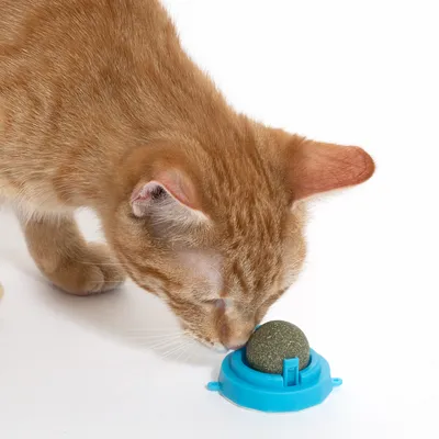 Vörös macska egy zöld macskajátékon szimatol egy kék tartóban.