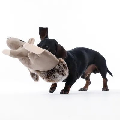 Hund spielt mit grossem Plüschspielzeug in Form eines Tieres. Spielzeug hat braune und beige Farben mit Fellakzenten.
