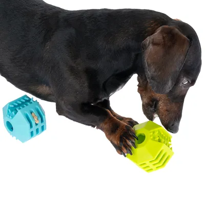 Bassotto gioca con una palla snack gialla, accanto una palla snack blu con snack inserito.