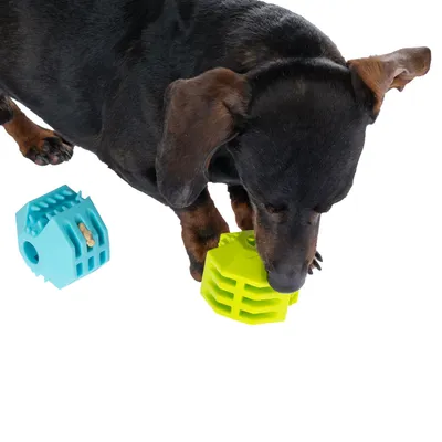 Cane che gioca con un cubo interattivo verde e blu, adatto per snack o intrattenimento.