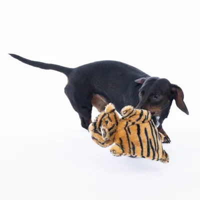 Hund leger med et plyslegetøj formet som en tiger. Legetøjet har orange-sorte striber og er egnet til interaktiv leg.