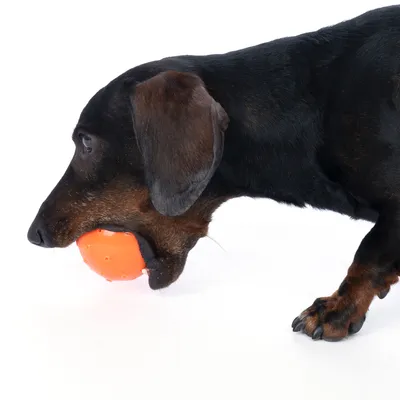 Chien à poil court tenant une balle orange en plastique dans sa gueule, vu de profil sur fond blanc.