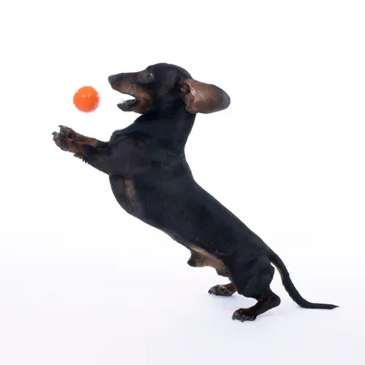 Chien teckel noir debout sur ses pattes arrière face à une balle orange en plastique, sur fond blanc.