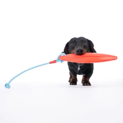 Hund med rødt frisbee-legetøj og blåt reb. Viser brug af legetøjet til hunde.