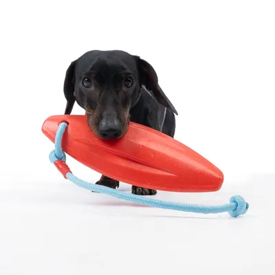 Hund med rødt legetøj af plast og blåt reb. Demonstration af brug af hundelegetøj.