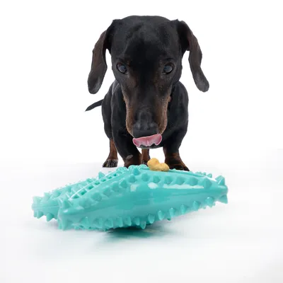 Pes si olizuje pery pred tyrkysovou hračkou s výstupkami, ktorá obsahuje maškrty.