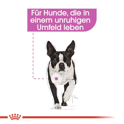 Für Hunde, die in einem unruhigen Umfeld leben. Illustration eines Hundes mit Fokus auf Produktanwendung.