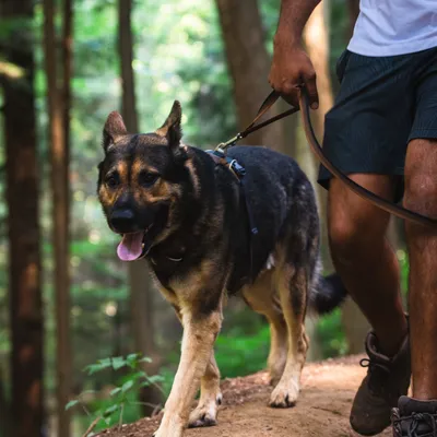 Deutscher Schäferhund an einer Leine, geführt von einer Person im Wald.