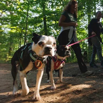 Zwei Hunde an Leinen mit farbigen Geschirren beim Spaziergang im Wald, begleitet von zwei Personen.