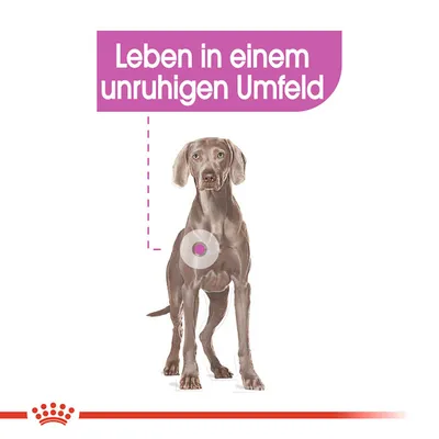 Texte en allemand : Leben in einem unruhigen Umfeld, avec illustration d’un chien et un cercle sur son abdomen. Texte non traduit.
