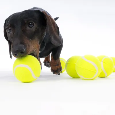 Hund leger med flere gule tennisbolde. Produktet viser brug af legetøj til kæledyr.