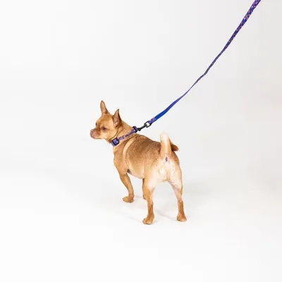 Petit chien marron portant un harnais violet et une laisse bleue, vu de dos sur fond blanc. Harnais et laisse visibles en utilisation.