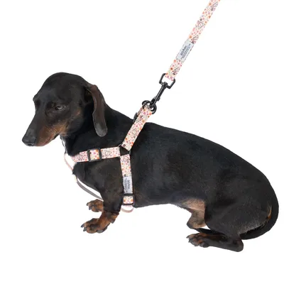 Dackel mit farbigem Geschirr und passender Leine, dekoratives Muster sichtbar. Produkt zeigt Anwendung eines Hundegeschirrs.