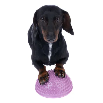 Cane che utilizza un dispositivo di allenamento per l'equilibrio viola con nodi.