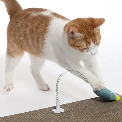 Rote und weisse Katze spielt mit einem Spielzeug auf einer Kratzmatte. Das Spielzeug ist an einer Metallfeder befestigt.