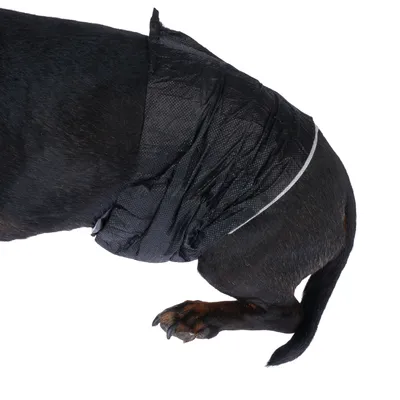 Chien portant une bande noire absorbante autour de l’abdomen, montrant le produit en situation d’utilisation sur l’animal. Matière textile visible.