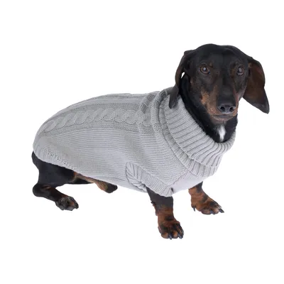 Teckel portant un pull gris en maille torsadée, col roulé, présenté de profil sur fond blanc. Matière visible : tissu tricoté.