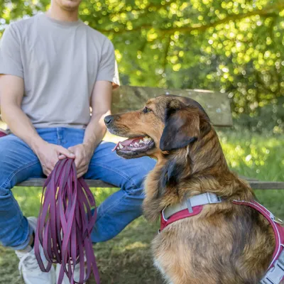 Chien de taille moyenne avec harnais rouge et gris assis devant une personne tenant plusieurs laisses rouges, en extérieur sur un banc en bois.