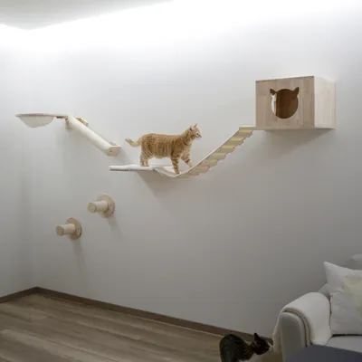 Wall-mounted climbing and play system made of wood with platforms, bridge and cave. Cat demonstrating use of the system.