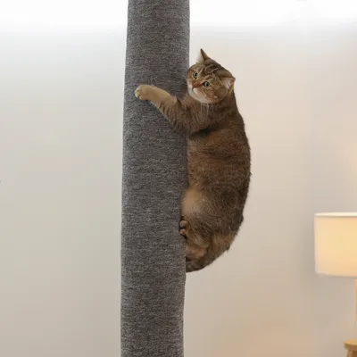 Chat accroché à un grand poteau recouvert de tissu gris, montrant l’utilisation d’un griffoir pour chat. Lampe visible en arrière-plan.