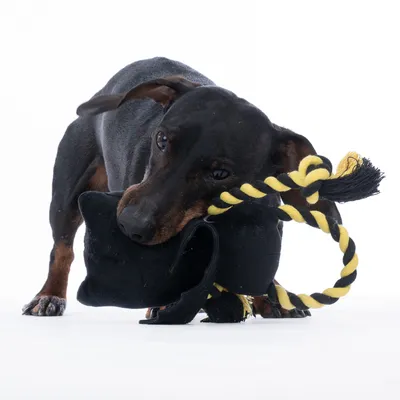 Hund leger med sort stoflegetøj, som er forbundet med gul-sort reb.