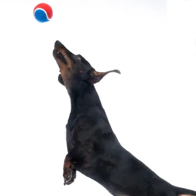 Cane salta verso una palla rossa e blu. Dimostrazione di un gioco per cani attivi.