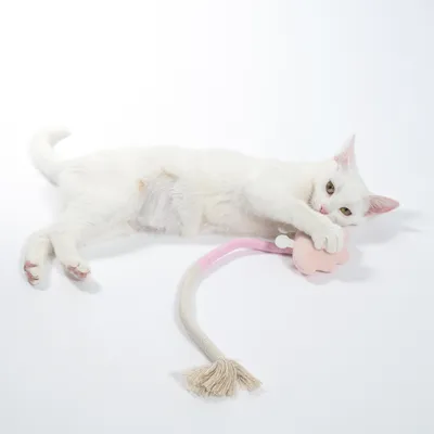 Weisse Katze spielt mit einem rosa Spielzeug mit langem Seil und Quaste. Produkt zeigt Nutzung eines Katzenspielzeugs.