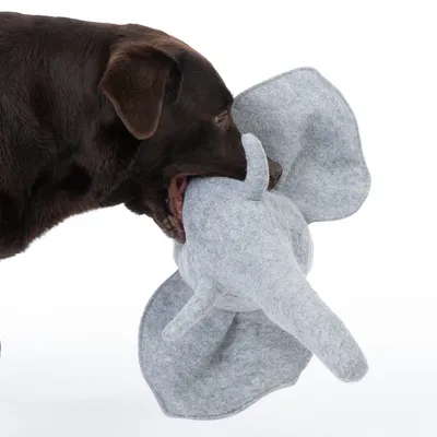 Brauner Hund spielt mit einem grauen Elefanten-Spielzeug aus Filz.