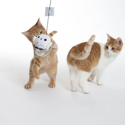Two cats play with a hanging toy made of fabric and plastic, attached to a string.