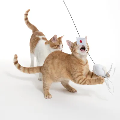 Two cats playing with a fishing rod toy with a white fabric ball and ribbons.