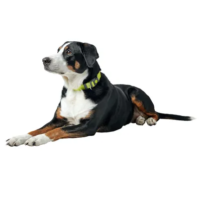 Hund mit grünem Halsband, liegend auf weissem Hintergrund. Halsband sichtbar mit reflektierenden Streifen.