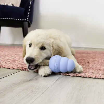 Chiot allongé sur un tapis rose mâchant un jouet bleu en caoutchouc marqué KONG.