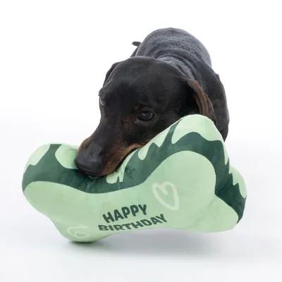Kutya zöld csont alakú játékkal, „Happy Birthday” felirattal és szív mintával.