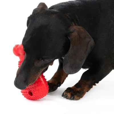 Hund leger med rødt tyggelegetøj af nopret plast.