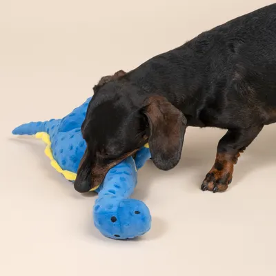 Pas igra s plavom plišanom igračkom u obliku dinosaura.
