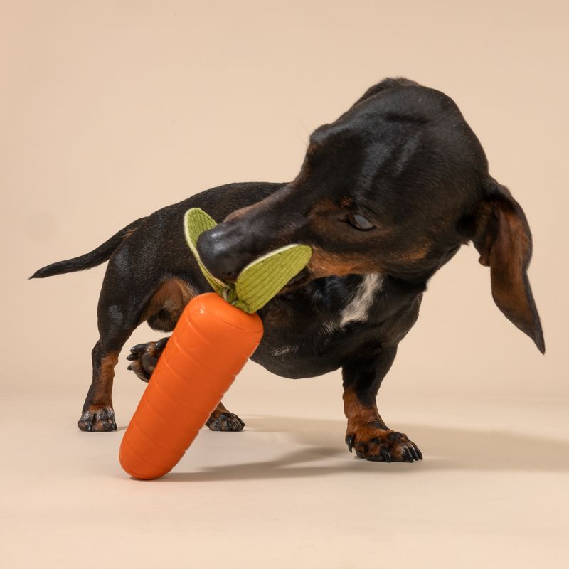 Hund spielt mit orangefarbenem Karotten-Kauspielzeug aus Kunststoff.