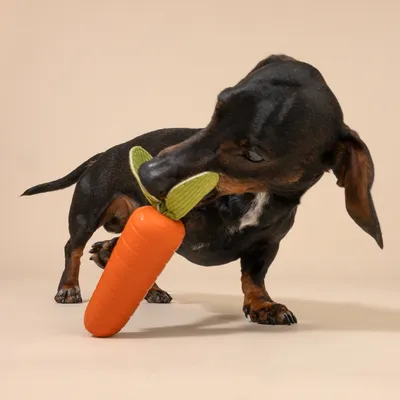 Hund leger med orange gulerodsformet tyggelegetøj af plast.