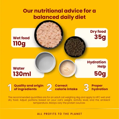 Daily feeding guide: 110g wet food, 35g dry food, 130ml water, 50g hydration help. Focus on ingredient quality, correct calorie intake, and proper hydration for a balanced diet.