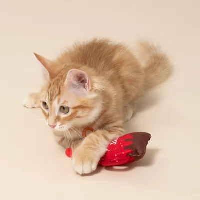 Red fabric toy in the shape of a chocolate biscuit with brown accents, held by a cat.