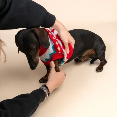Person zieht einem kleinen Hund einen rot-weissen Pullover mit Zickzack-Muster an. Demonstration der Nutzung eines Hundepullovers.