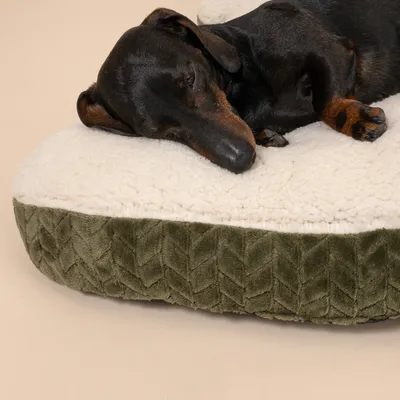 Hund schläft auf einem grünen Hundebett mit weicher, cremefarbener Oberfläche.