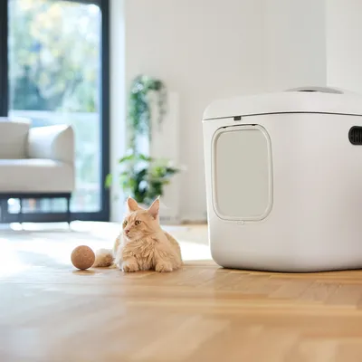 Katzenhaus mit weissem Design und Eingangstür, daneben eine orangefarbene Katze und ein brauner Spielball auf Holzboden in einem hellen Raum.