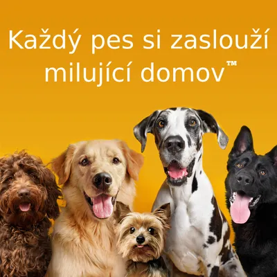 Text: Každý pes si zaslouží milující domov™. Pět různých psů na oranžovém pozadí.