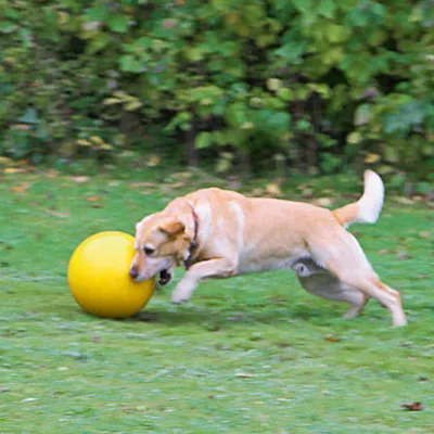 Dog playing with a large yellow ball on a lawn.
